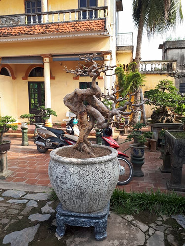 Ngắm ổi bonsai dáng thế siêu đẹp chơi Tết 2018